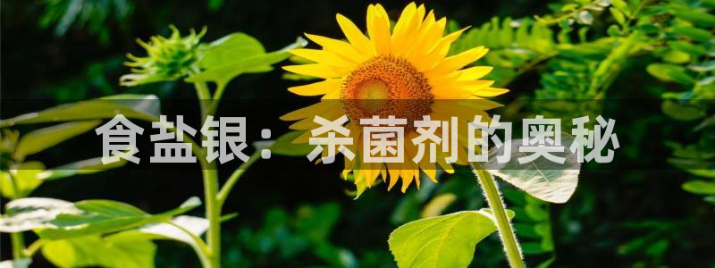 78mapp威九国际官网版